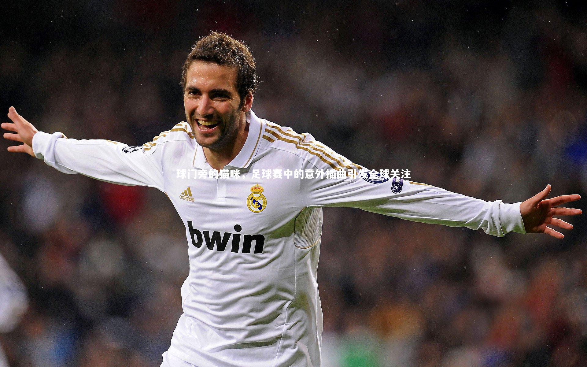 球门旁的猫咪，足球赛中的意外插曲引发全球关注